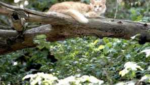 Котешки острови: нови суши блок в океана, на които се заселиха котките